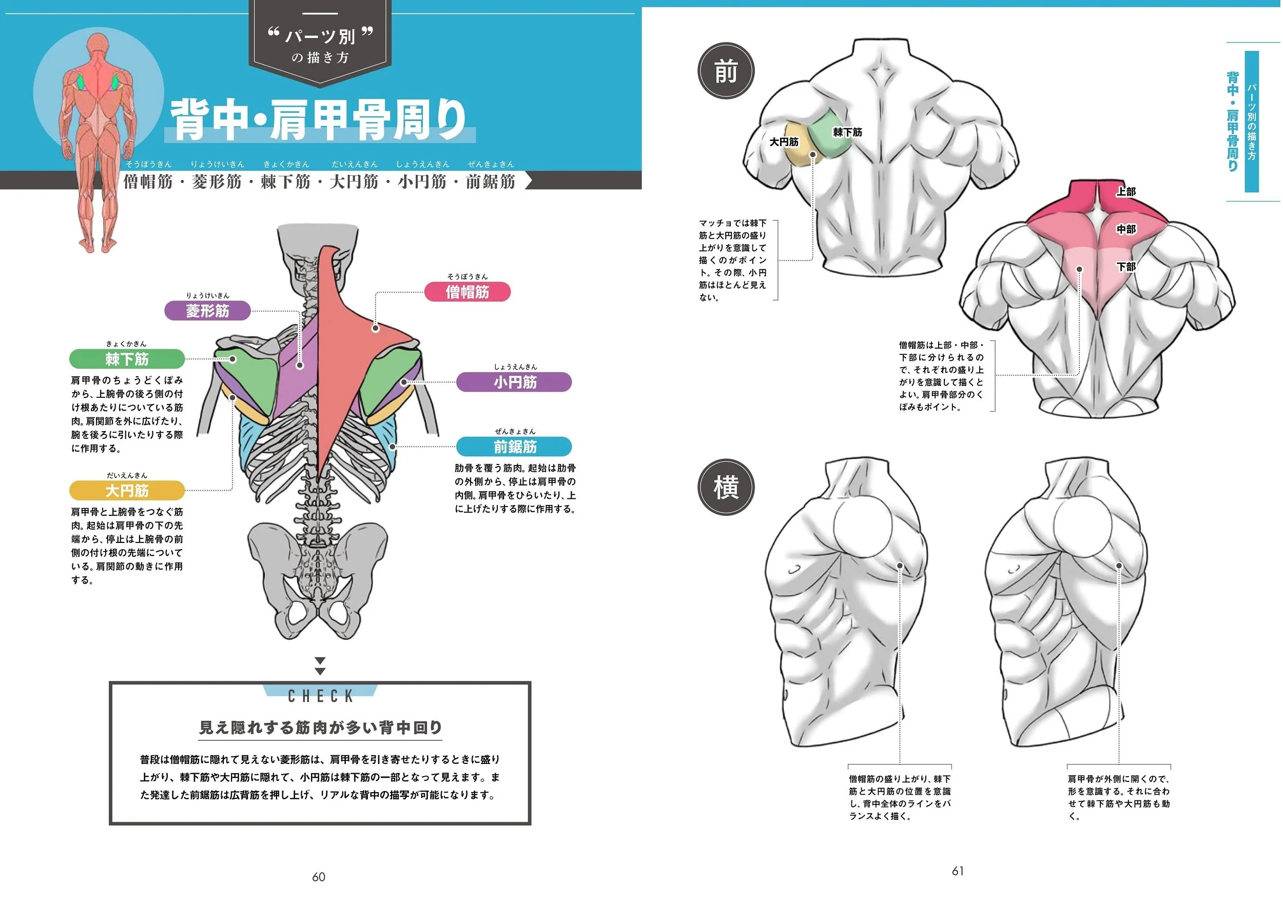 Draw muscles! Understand structure by body part - Image 3