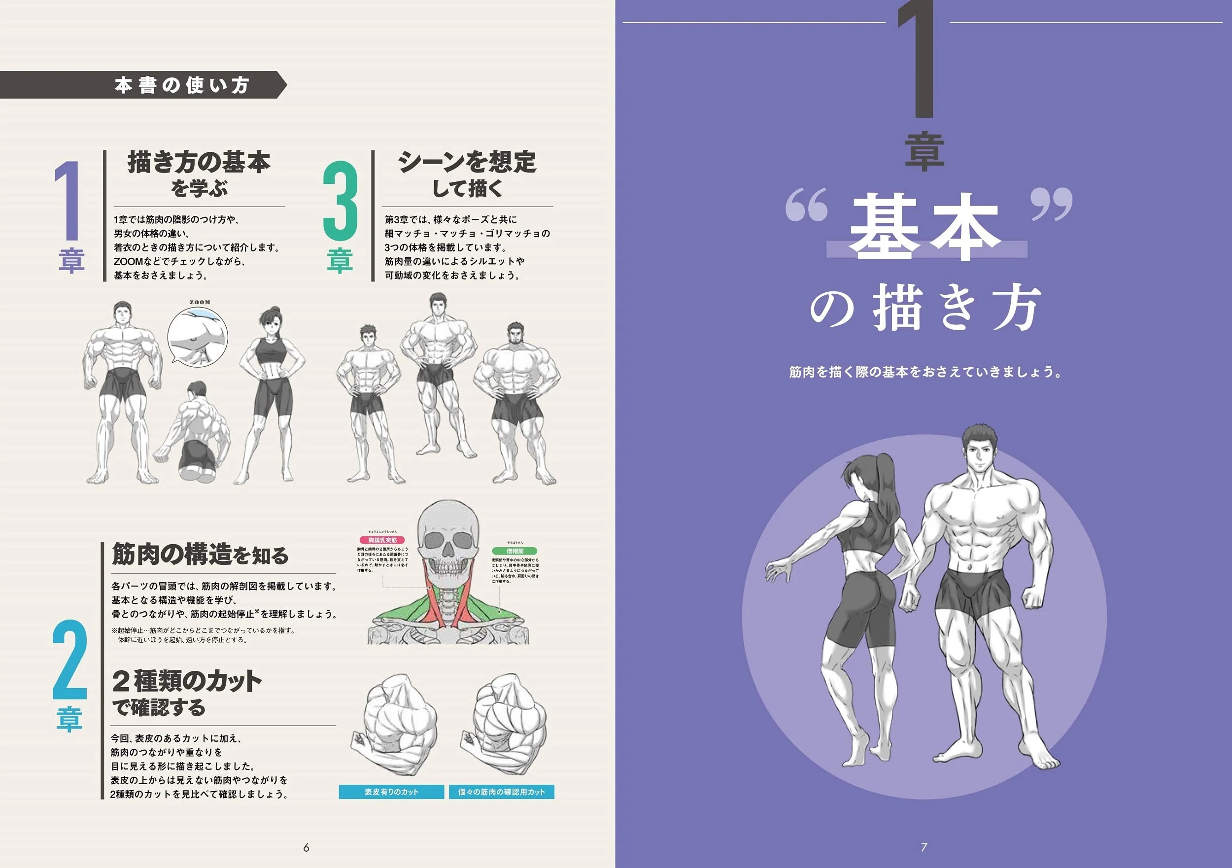 Draw muscles! Understand structure by body part - Image 4
