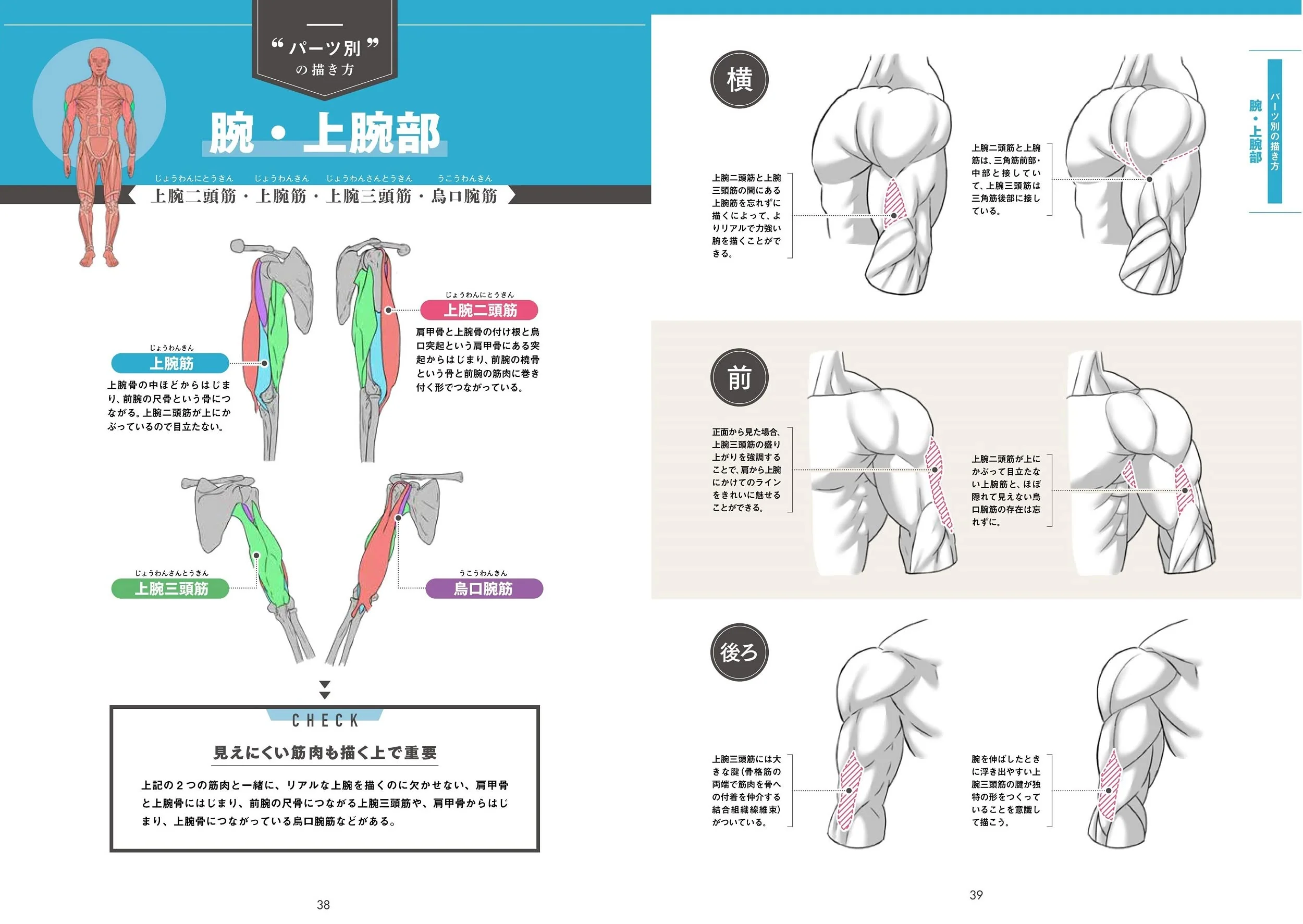 Draw muscles! Understand structure by body part - Image 7