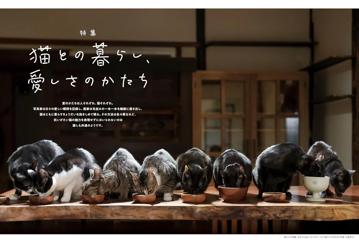 Neko Biyori Spring 2025 - Image 7