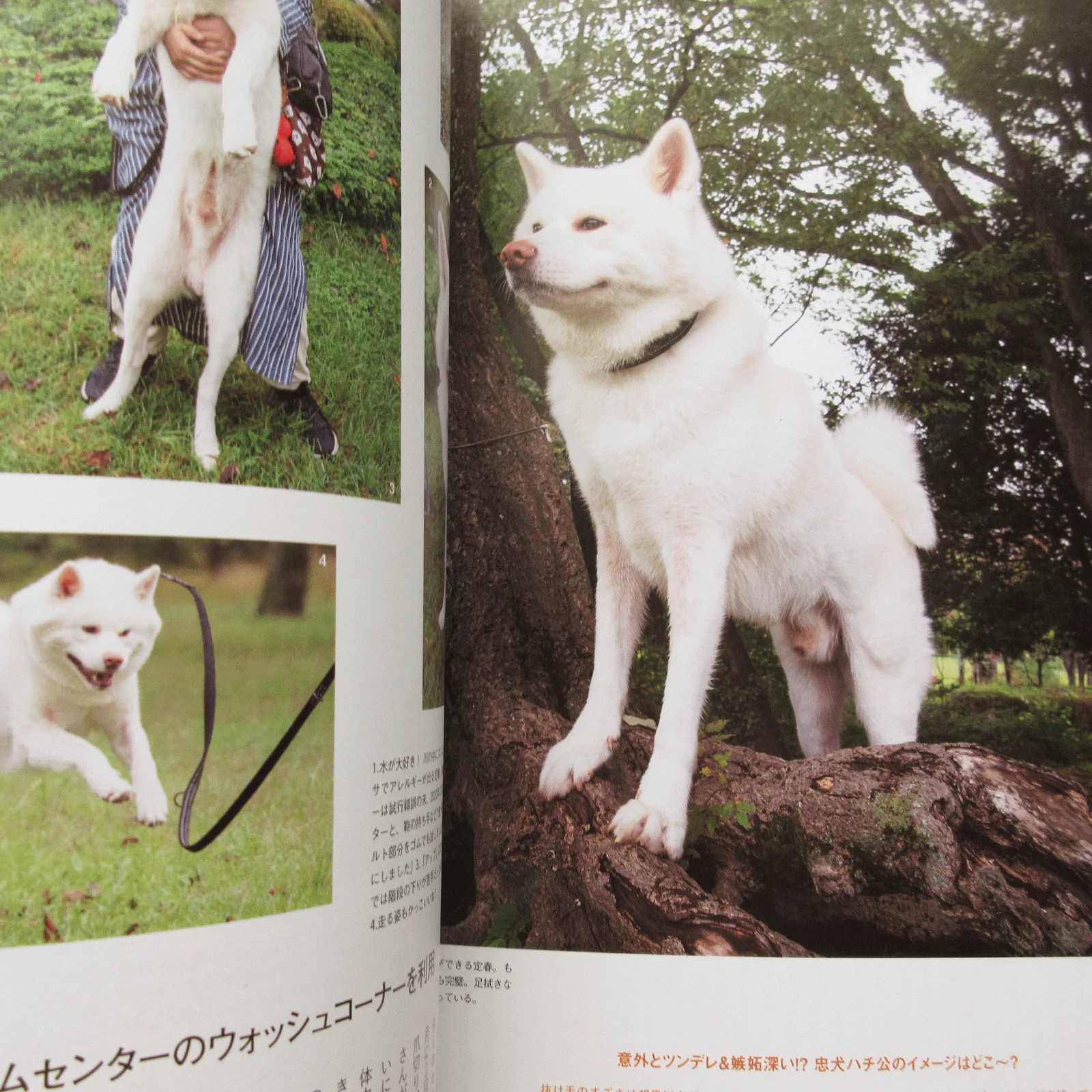 Shi-Ba Vol.126 Winter 2023 - Image 8