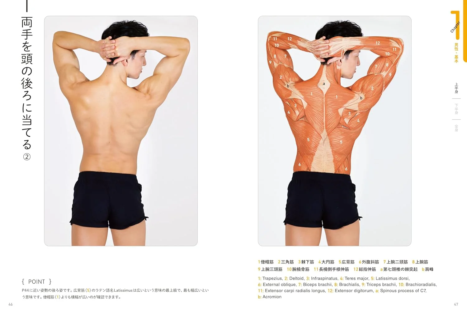 Surface Anatomy For Artists - Image 7