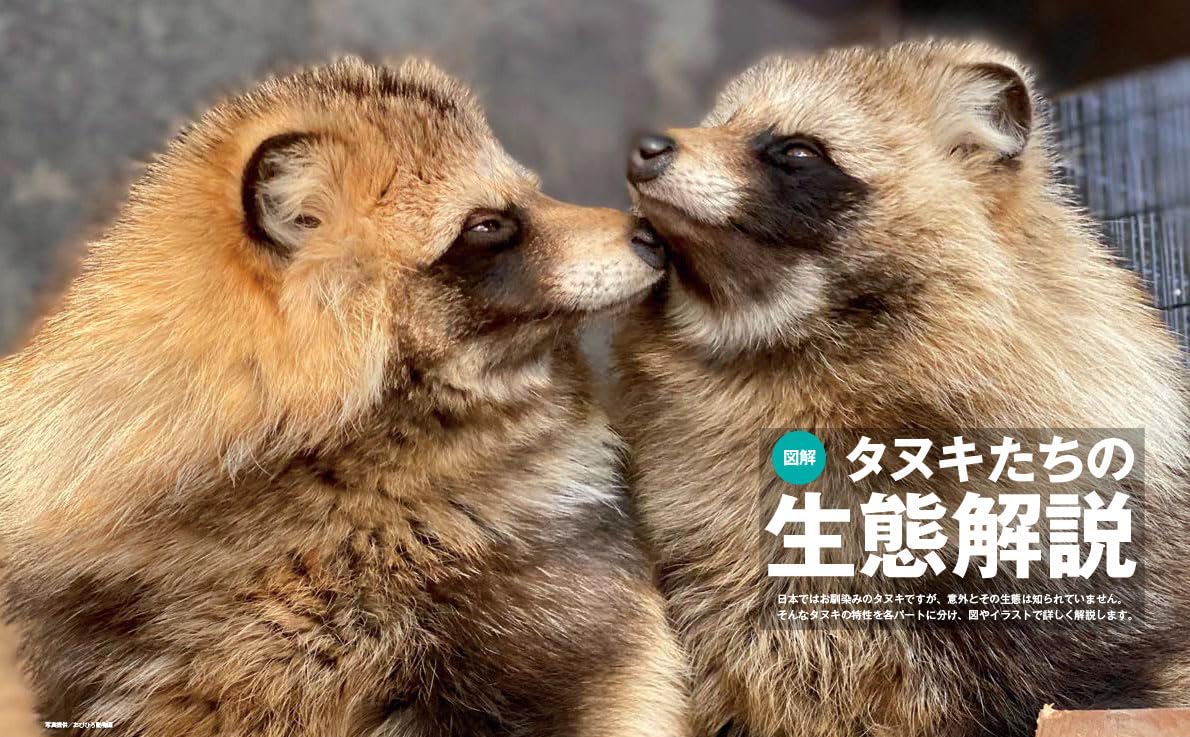 Tanuki Marugoto Book - Image 2