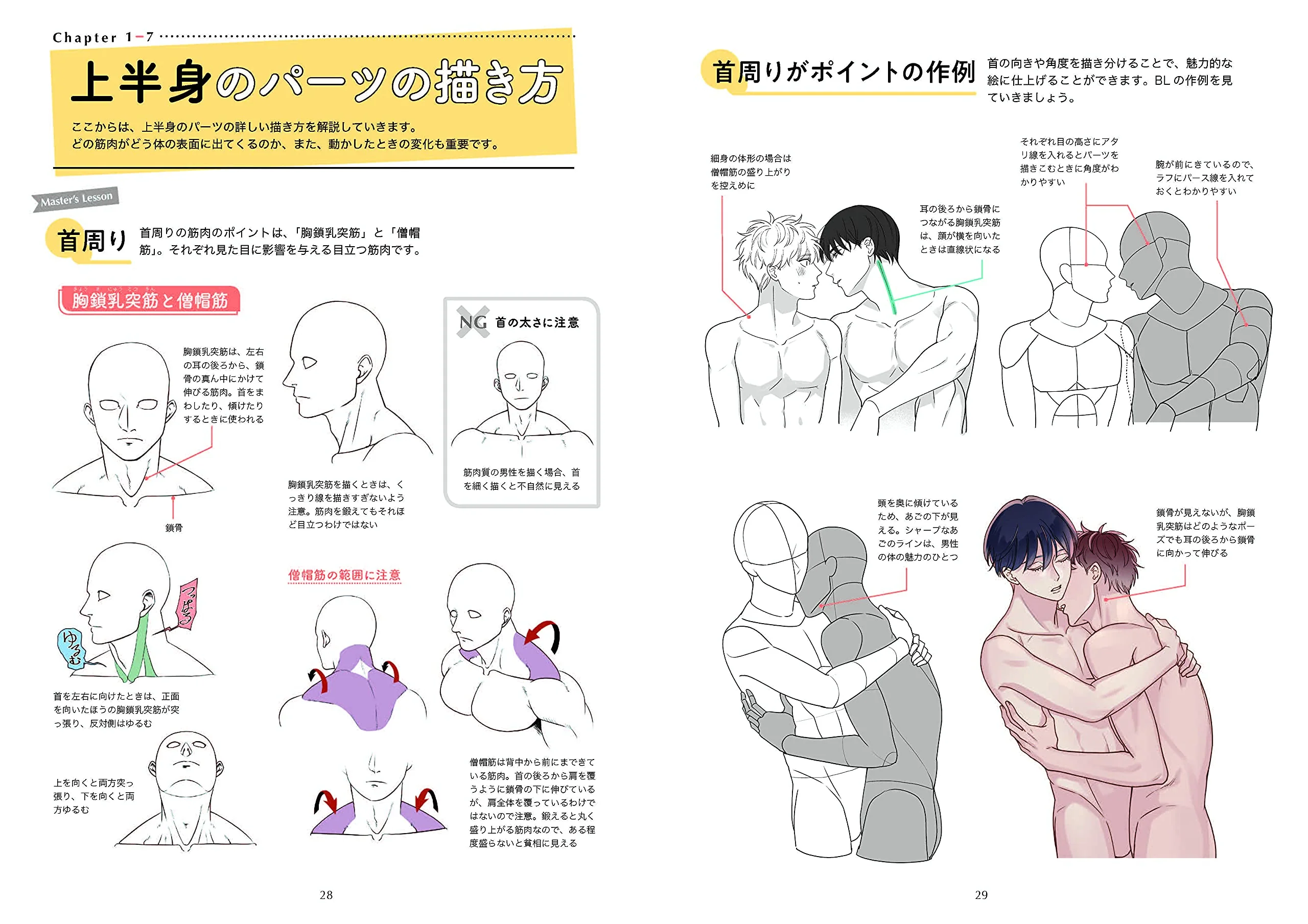 The first BL drawing basics and techniques, How to draw muscles - Image 3