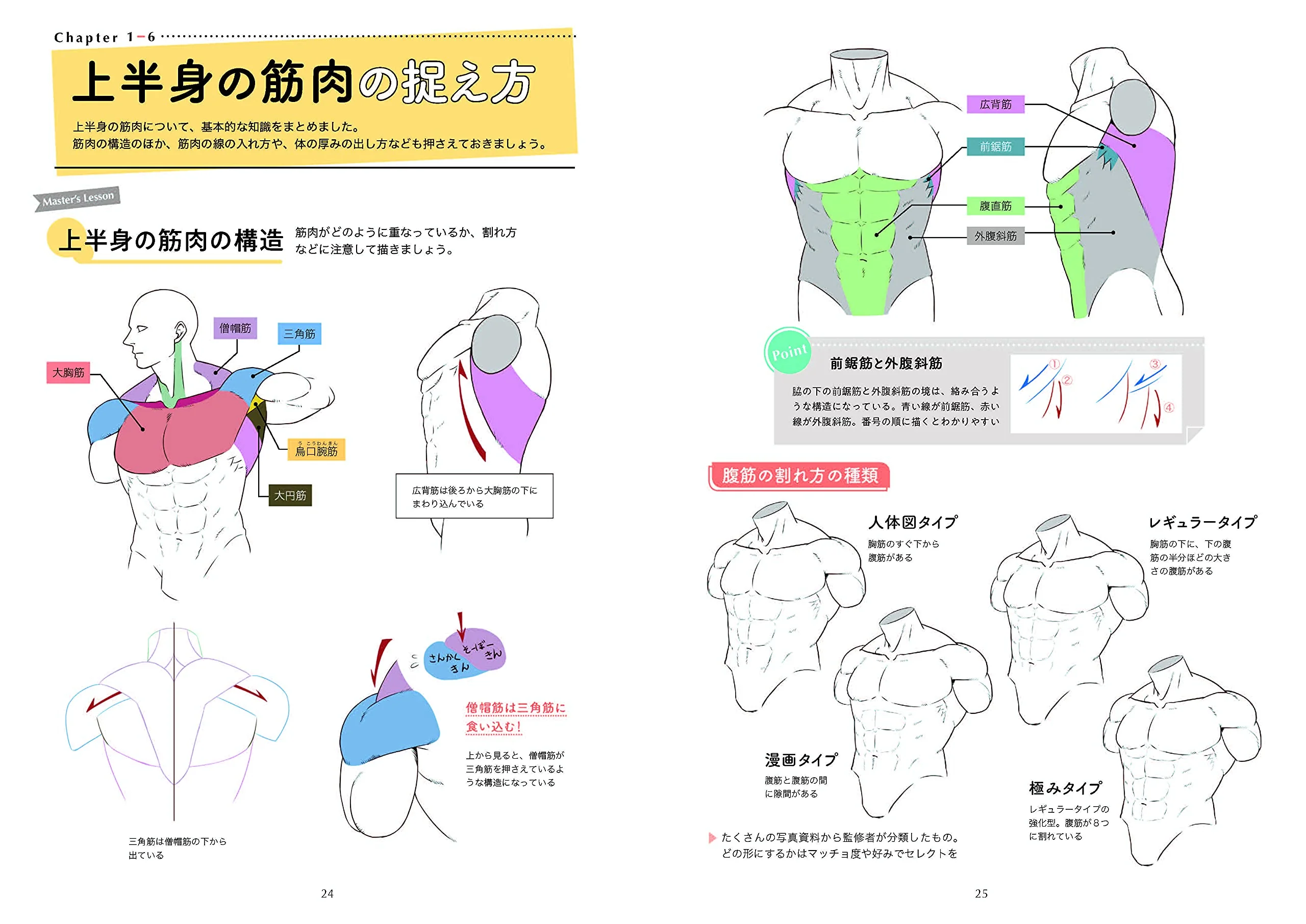 The first BL drawing basics and techniques, How to draw muscles - Image 4